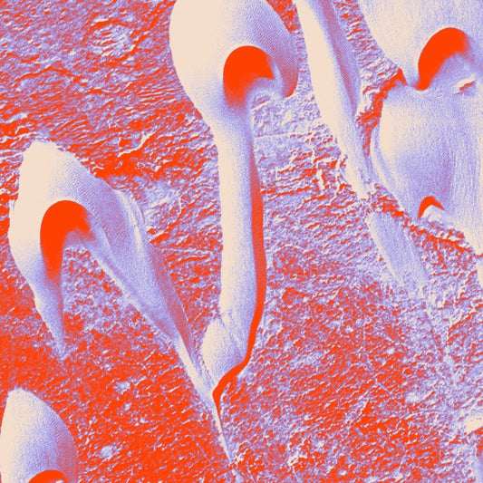 Pugilist - Negative Space